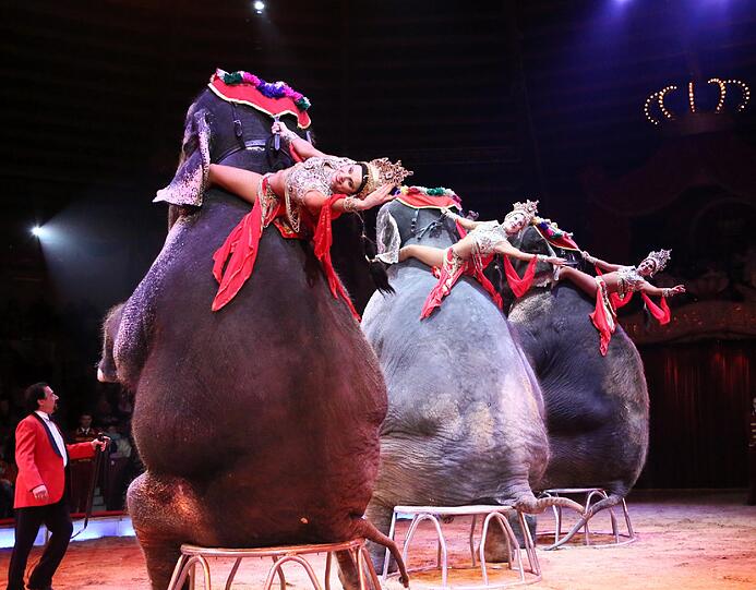 Circus Krone verschenkt seit Jahrzehnten Sondervorstellungen an Hilfsbedürftige. (Symbolbild)