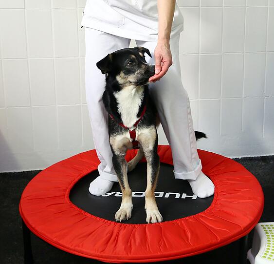 Als Welpe hat sich die rumänische Straßenhündin Abby ein Vorderbein gebrochen. Sie wurde nach Deutschland vermittelt und gesund gepflegt.Dr. Barbara Esteve stellt sich mit Abby auf ein kleines Trampolin macht wippende Bewegungen und Abby genießt die den schaukelnden Untergrund.