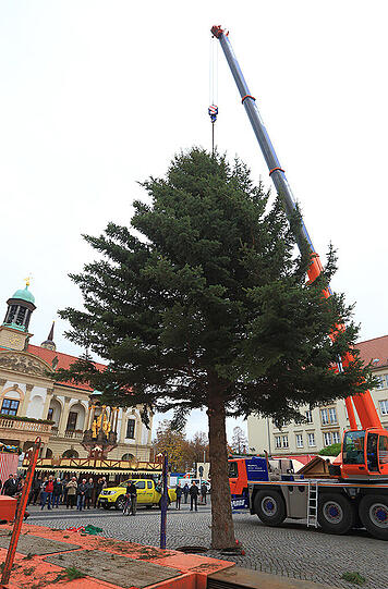 Untenrum kahl, oben sehr voluminös: Die Fichte für den Magdeburger Weihnachtsmarkt.