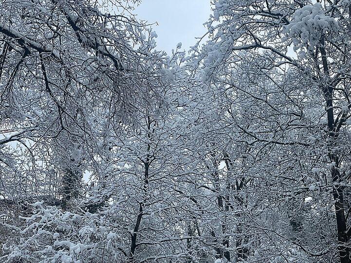 Dicht aneinandergedr&auml;ngt h&auml;ngen die verschneiten &Auml;ste der B&auml;ume.