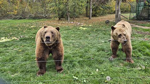 Fast bereit f&uuml;r die Winterruhe: Tibor und Balu kommen an den Zaun des Gnadenhofs in Bad F&uuml;ssing.