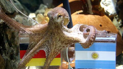 War ganz sch&ouml;n schlau: Krake Paul.