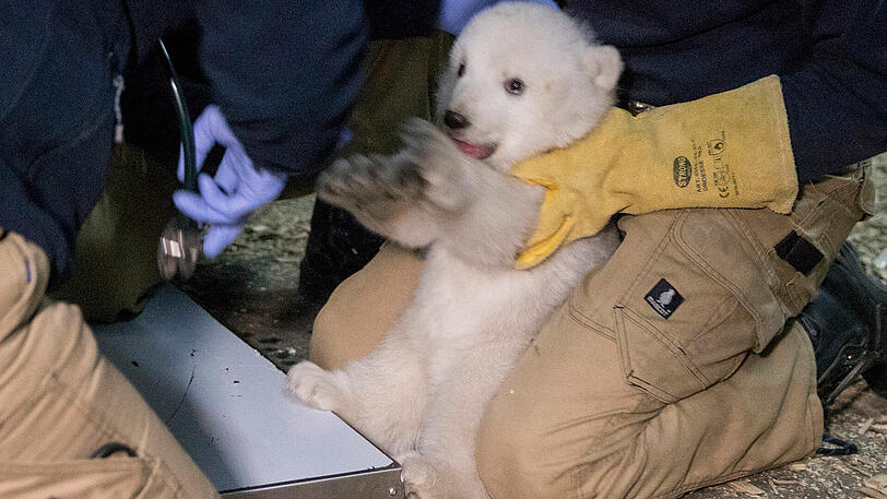 Der Anfangsbuchstabe muss ein "Q" sein: Wie wird das Eisbärbaby im Tierpark Hellabrunn wohl heißen?