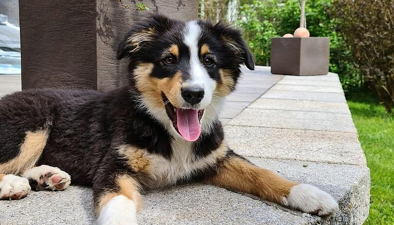 Nala