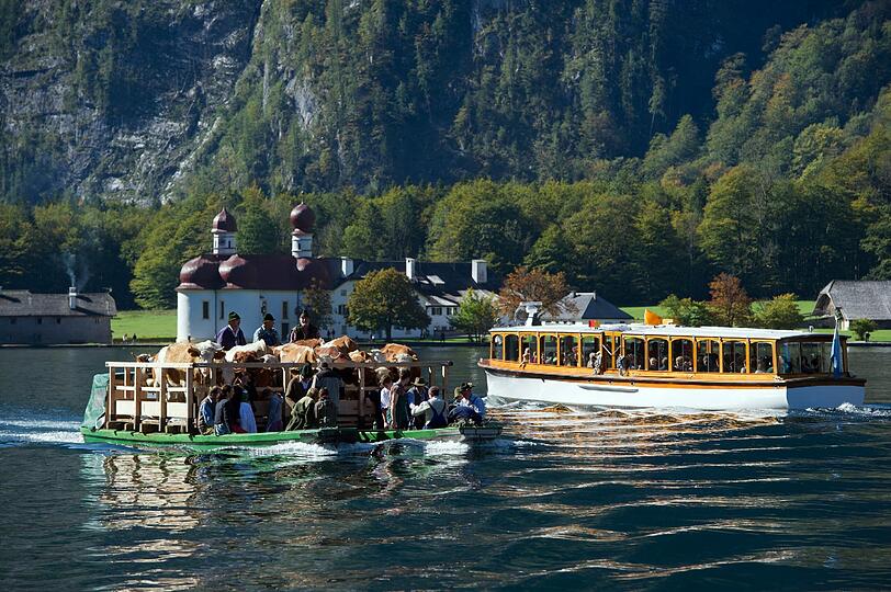 Anschließend fahren zwei zusammengebundene Kähne mit den Kühen beladen über den oberbayerischen Königssee. Im Hintergrund ist die Wallfahrtskirche St. Bartholomä zu sehen.