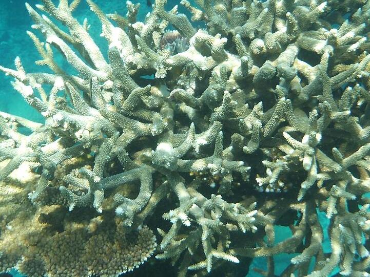 Korallen am Great Barrier Reef, die von Korallenbleiche betroffen sind, vor der Küste von Cairns.