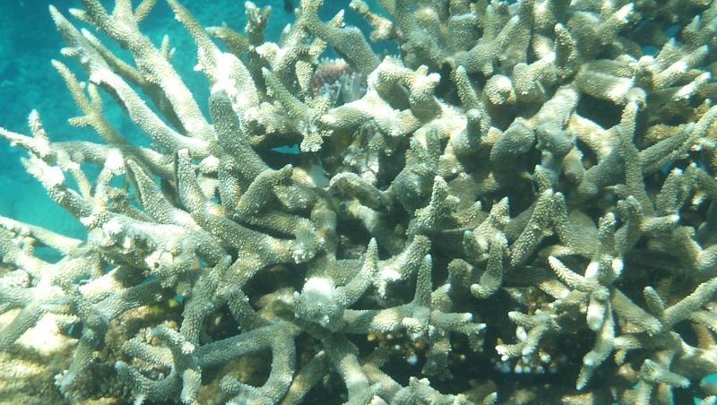 Korallen am Great Barrier Reef, die von Korallenbleiche betroffen sind, vor der Küste von Cairns. Korallen am Great Barrier Reef, die von Korallenbleiche betroffen sind, vor der Küste von Cairns.