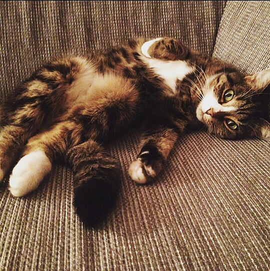 Rocky