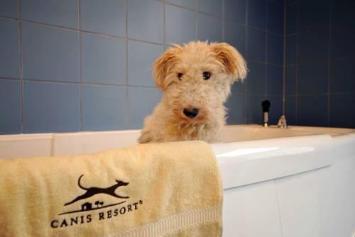 Das Bad: Damit konnte sich unsere AZ&ndash;Testerin, Fox-Terrier Lana, nicht so richtig anfreunden. Dafür hat ihr der Rest des Hotels umso besser gefallen.