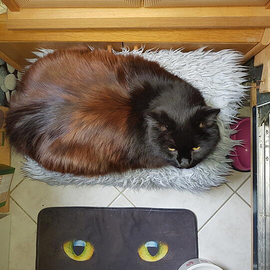 Kahlua