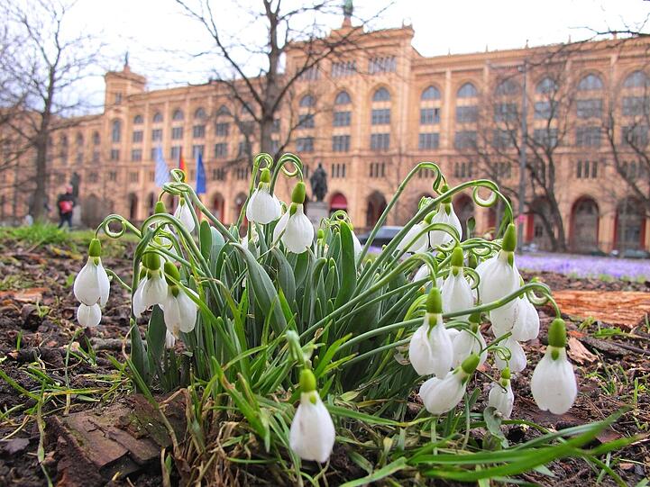 Krokusse an der Maximilianstraße bringen Frühlingsgefühle ins Viertel.