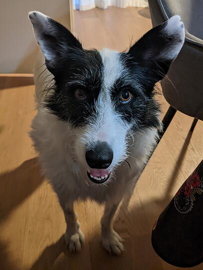Pippilotta