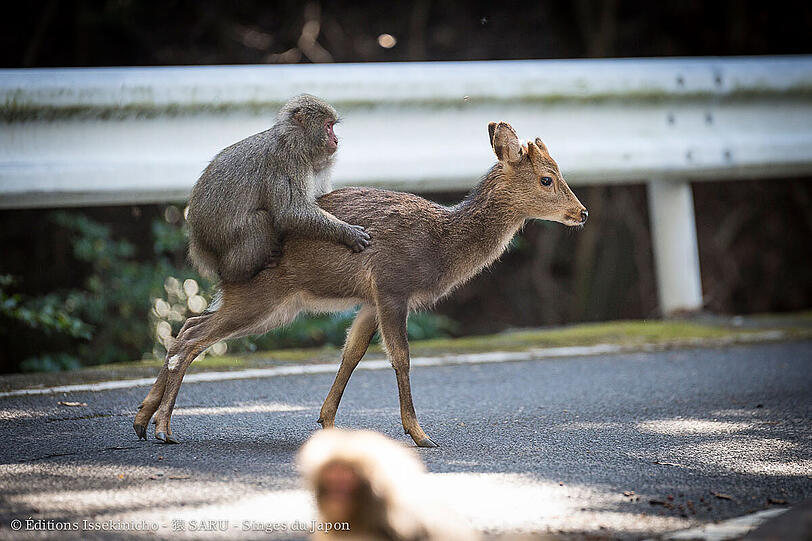 (Undatiert): Affe liebt Hirsch: Ein Makaken-Männchen sitzt in Yakushima (Japan) auf dem Rücken einer Sikahirsch-Kuh. Die beiden süßen Tierchen sind unzertrennlich.