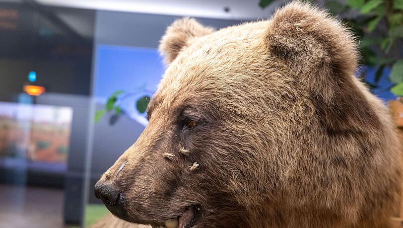 Der ausgestopfte Braunbär "Bruno" wird im Museum Mensch und Natur ausgestellt.