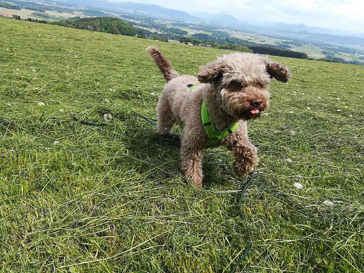 Yva ist ein gute Laune Hund, der (fast) jedem ein Lächeln aufs Gesicht zaubert.