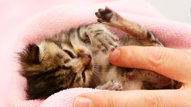 Das kleine Tier hat ein Feuer überlebt. In der Tierklinik für Chirurgie und Gynäkologie wird es aufgepäppelt.