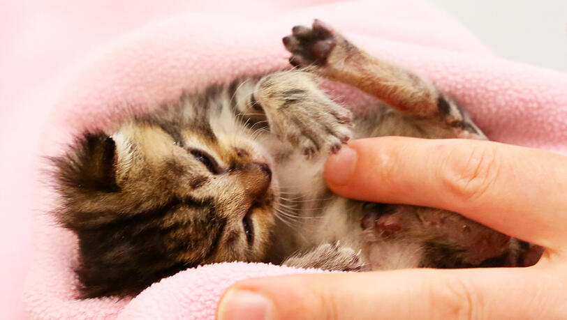 Das kleine Tier hat ein Feuer überlebt. In der Tierklinik für Chirurgie und Gynäkologie wird es aufgepäppelt. Das kleine Tier hat ein Feuer überlebt. In der Tierklinik für Chirurgie und Gynäkologie wird es aufgepäppelt.