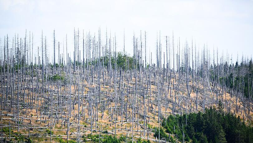 Schädlinge wie der Borkenkäfer, Trockenheit und Klimawandel setzen dem deutschen Wald schwer zu. (Archivbild)