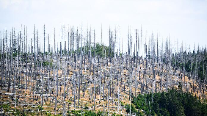 Schädlinge wie der Borkenkäfer, Trockenheit und Klimawandel setzen dem deutschen Wald schwer zu. (Archivbild)