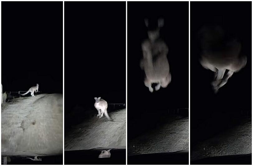 Obacht, angriffslustiges Känguru!