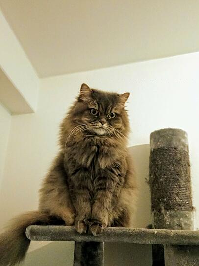 Elsa