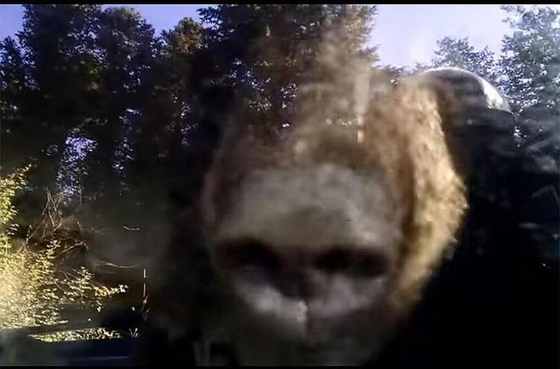 Ein Bär hat sich in Colorado in ein Auto eingesperrt.