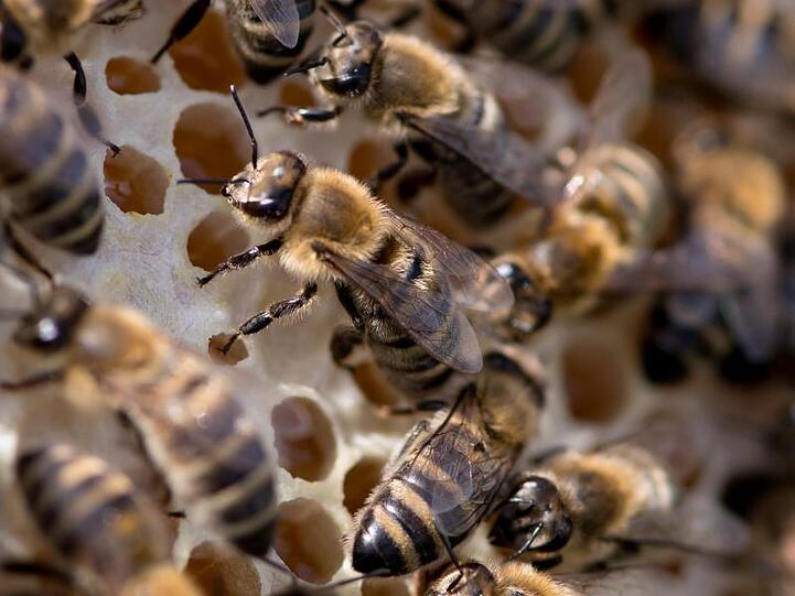 Ein Imker zeigt während einer Pressekonferenz Bienen, die auf einer Wabe sitzen. Foto: Sven Hoppe/Archivbild