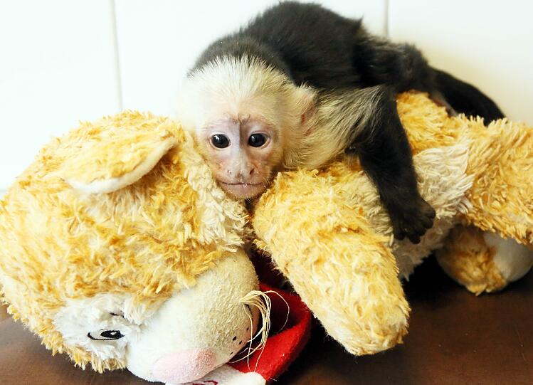 So süß: Der Affe "Mally" von Justin Bieber wartet im Tierheim