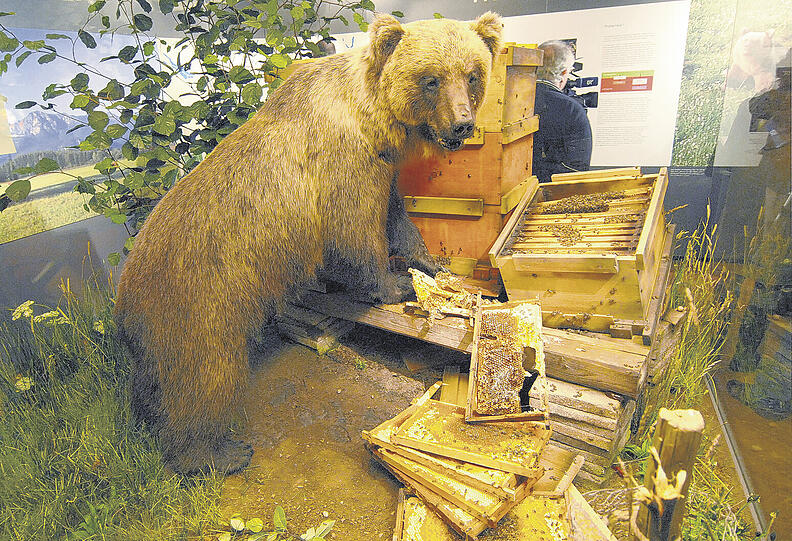 Braunbär Burno - ausgestopt im Münchner Museum "Mensch und Natur"