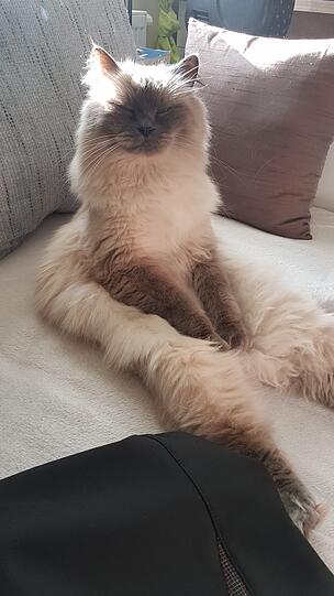 Teddy