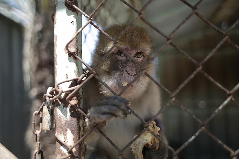 Ein Äffchen das die Zeit im Horror-Zoo überlebt hat.
