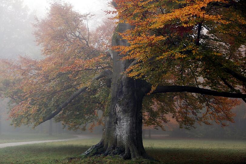 30. Oktober: Die mächtige Buche scheint dem Herbst gut zu trotzen.