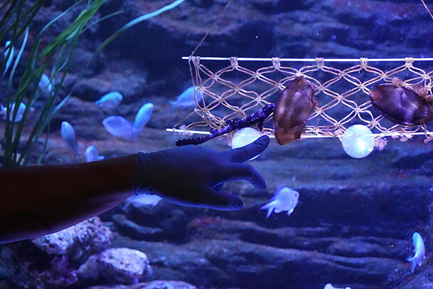 Frisch geschl&uuml;pft im Sealife: ein Bambushai, direkt neben dem Ei, in dem er zun&auml;chst wuchs. Bis zu einem Meter wird er gro&szlig;.