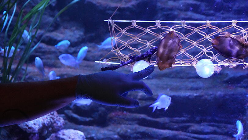 Frisch geschl&uuml;pft im Sealife: ein Bambushai, direkt neben dem Ei, in dem er zun&auml;chst wuchs. Bis zu einem Meter wird er gro&szlig;.