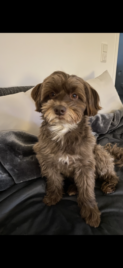 Oscar