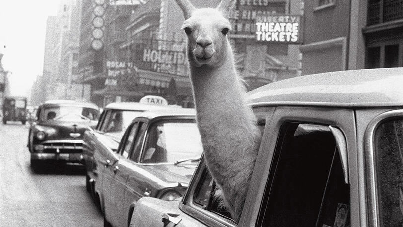 Lama am Steuer - das wird teuer. Aber es macht ja doch was her: Die Lama-Dame Linda 1957 am Times Square in New York.