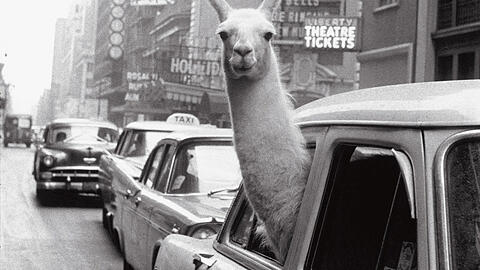 Lama am Steuer - das wird teuer. Aber es macht ja doch was her: Die Lama-Dame Linda 1957 am Times Square in New York.