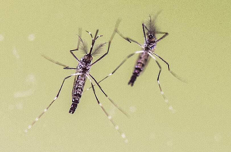 In Bayern gab es in diesem Jahr bisher mindestens 37 bestätigte Zika-Fälle.