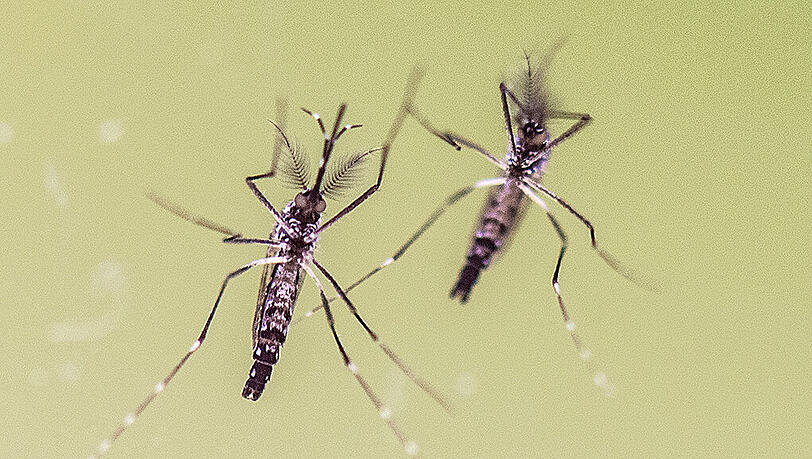 In Bayern gab es in diesem Jahr bisher mindestens 37 bestätigte Zika-Fälle. In Bayern gab es in diesem Jahr bisher mindestens 37 bestätigte Zika-Fälle.