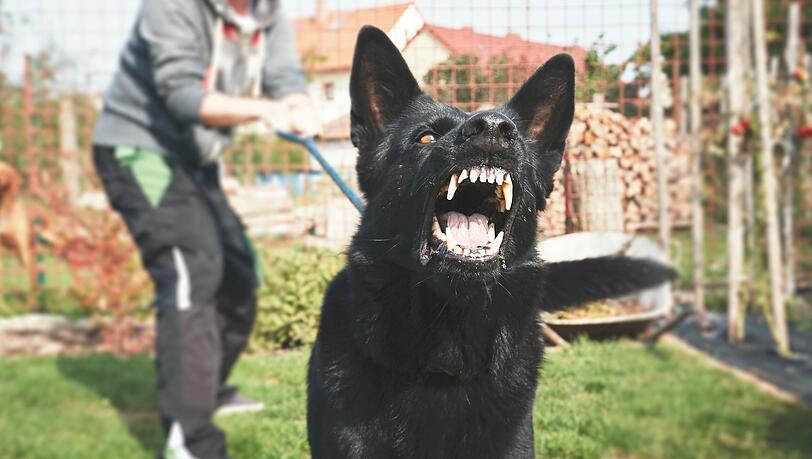 Ein 23-Jähriger soll von einer Gruppe rassistisch beleidigt und mit aufgehetzten Hunden bedroht worden sein.