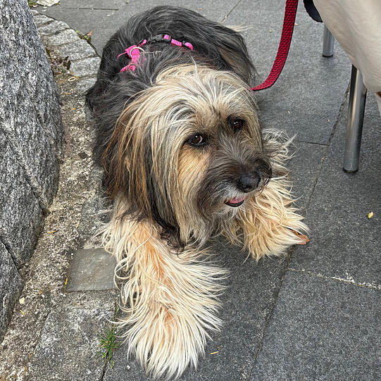 Gos: Weil er schön, klug und brav, einfach einzigartig ist ein happydog.