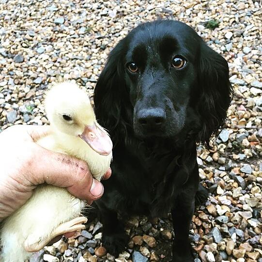 Ella, Zulu, Inka, Luna und Mabel heißen die Hunde von Kates Bruder James Middleton. Sein Lieblings-Cocker ist die pechschwarze Ella.