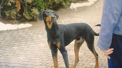 Dobermann-Mischling Pascha: Um ihn ging&rsquo;s vor Gericht.