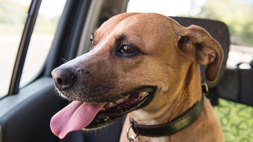 Bei hohen Temperaturen droht Hunden im Auto ein Hitzschlag. (Symbolbild)