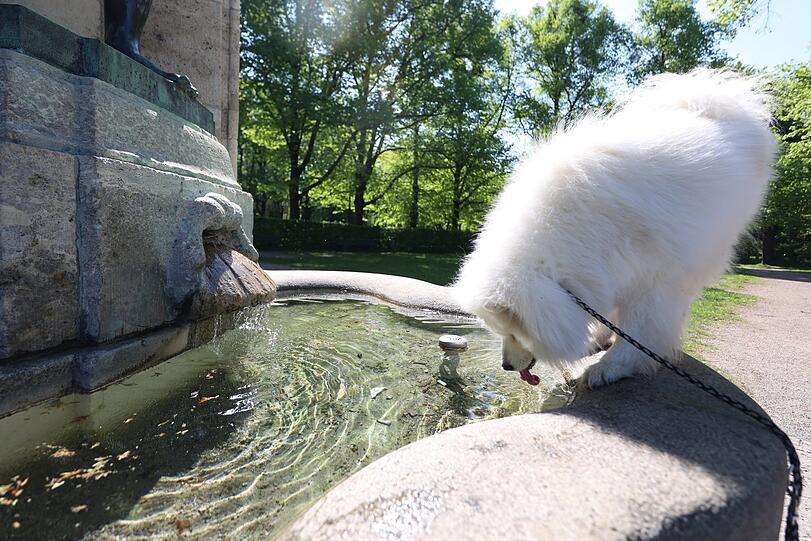 Das Wasser am Hubertusbrunnen - sichtlich ein tierisches Vergnügen.