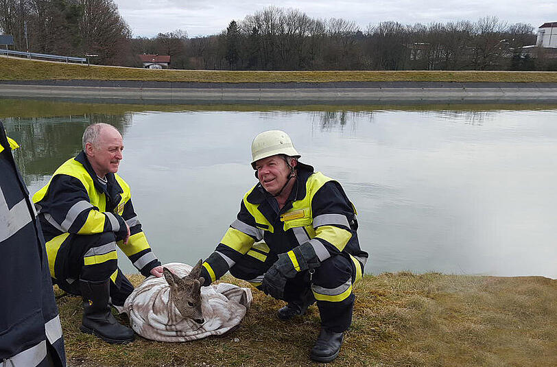 Bei Waldkraiburg wurde ein Reh aus dem Innkanal gerettet.
