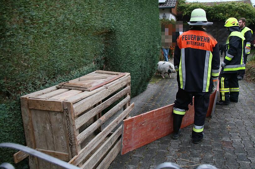 "Sissi" on Tour - die Bilder der Entdeckungsreise von Bayerns (spätestens jetzt) berühmtesten Hausschwein.