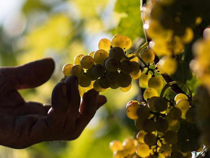 Kein neues Rekordjahr für die deutschen Winzer nach 2018. Die sommerlichen Hitzewellen und das noch knappere Wasser im Boden hatten die Erträge begrenzt und eine erneute Rekordernte verhindert.