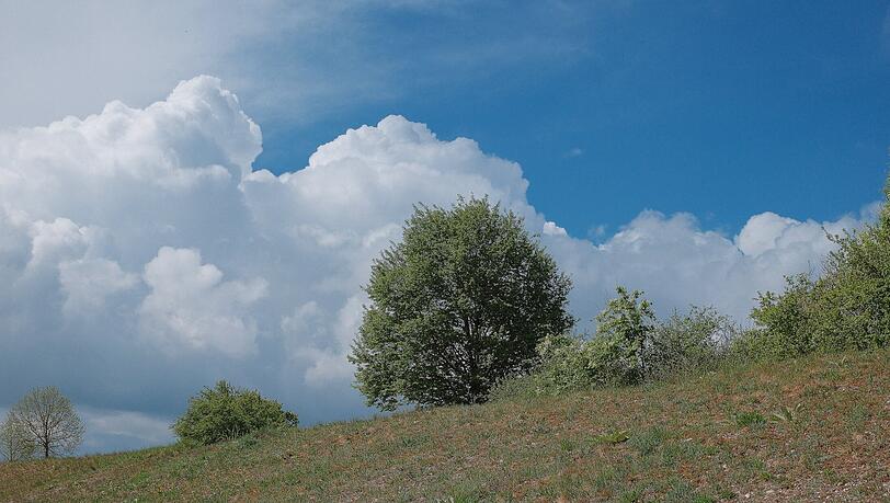 Grün ist’s im Nordwesten – im Allacher Forst. Grün ist’s im Nordwesten – im Allacher Forst.