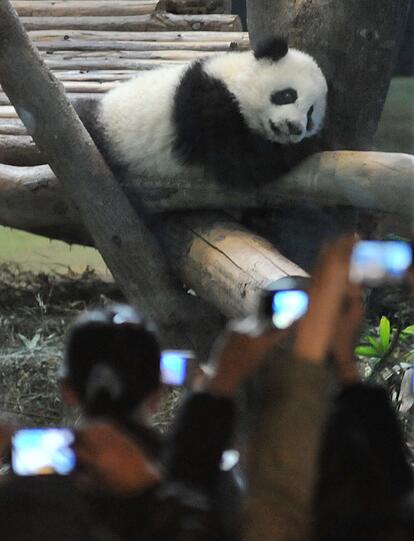 Zum ersten Mal vor Publikum: Die kleine "Yuan Zai" turnt durch das Gehege.